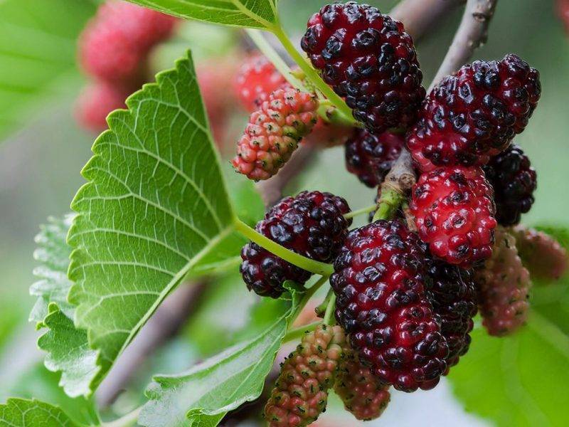 Шелковица купить саженцы из питомнике в Электростали
