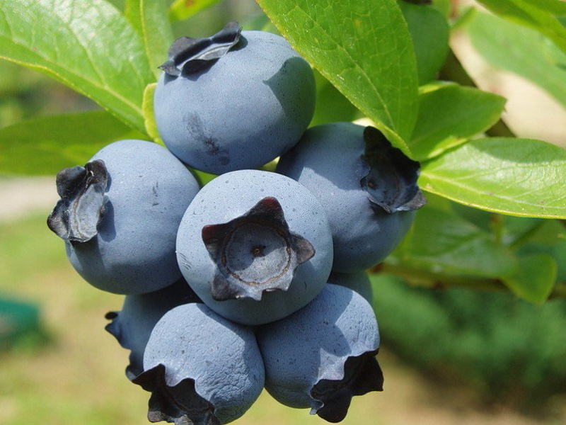 Голубика купить саженцы из питомника в Электростали
