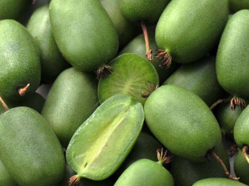 Актинидия купить саженцы из питомнике в Электростали