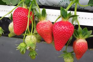 Клубника "МАРИГЕТ" ремонтантная (7шт.)